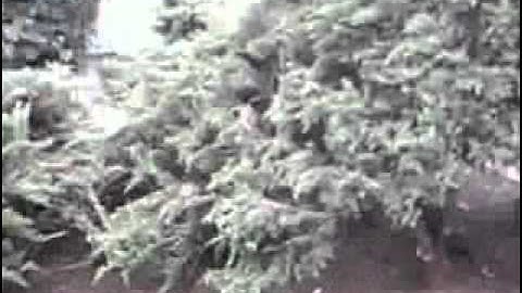 The Juniper Project - Part 1: Hoping for a great transformation