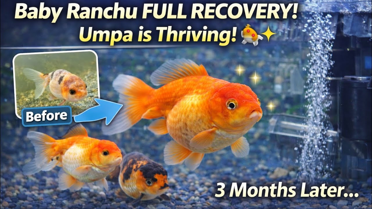 @DaFancyGoldFishFamily: новости об Умпе 