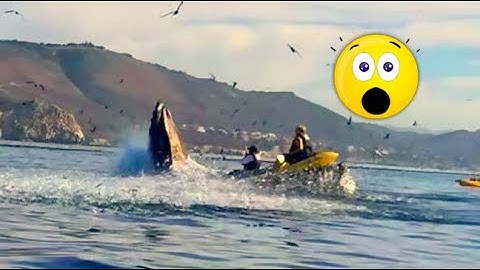 🐋  NA BOCA DA BALEIA 🐋 Amigas são engolidas e cuspidas por baleia enquanto velejavam