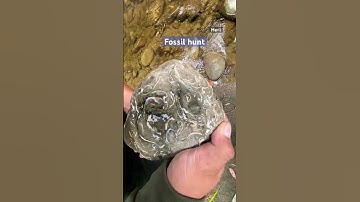 Fossil hunt #youtubeshorts #fossils #fossil #shorts #fossildiscovery #fyp #fy #yp #nature