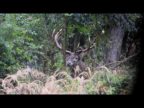 Silný jelen - Videolovy - Life in nature