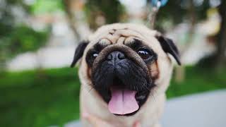 California animal shelter bans anti-gun control supporters from adopting pets