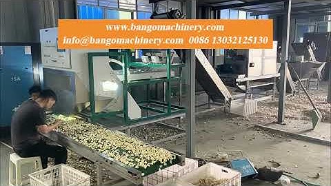 Automatic Garlic Separating Peeling and Color Sorting Line #garlicseparating #garlicpeeling