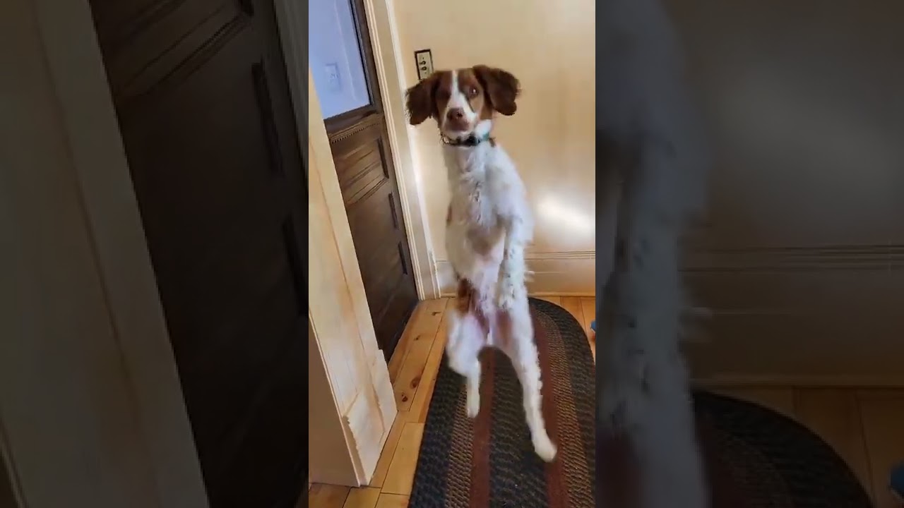 wait for it... yes 100% real! great job at life Dexter!! 