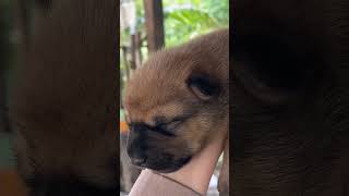 My puppy pet is so adorable #puppy