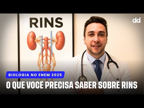 Tudo sobre os rins: o resumo definitivo pra sua revisão de Biologia