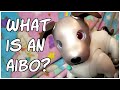 What is an aibo  beginners guide to aibo 