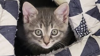 Kitty's part 4 #kittenlady