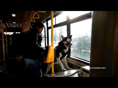 Самолетом, поездом, автобусом: правила перевозки животных в общественном транспорте