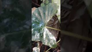 Amazing Alocasia albo