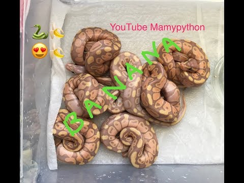 Ponte N° 5 Pythons regius Banana Fire X Banana