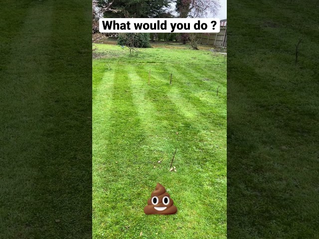 Dog poo on lawn. #gardening #shorts #dogs #poop class=