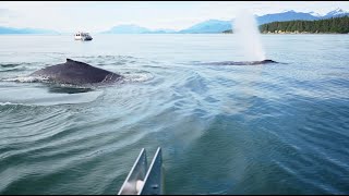 Best Whale Watching Experience in Juneau Alaska, Tongass Tides Eco Tours