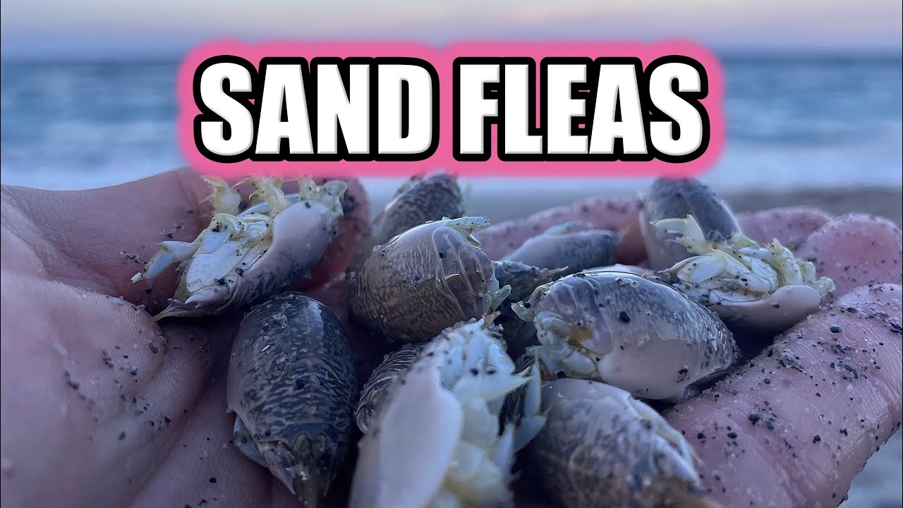 How to Catch SAND FLEAS (The Best Pompano Bait) 