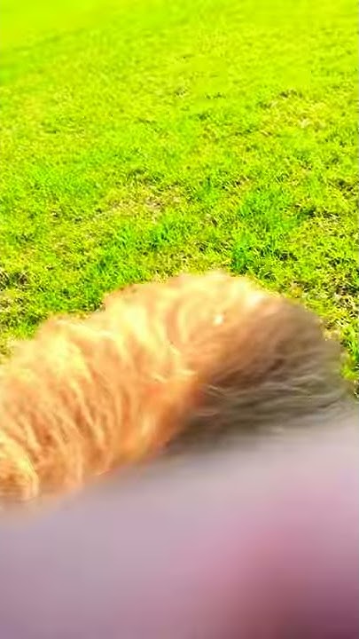 Tippy Runs A 50 Yard Dash YouTube tippy-runs-a-50-yard-dash-youtube