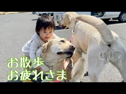 1時間歩いた姉たちをいたわる末っ子【長女ゴン🐕次女サン🐕三女ユウ👶】