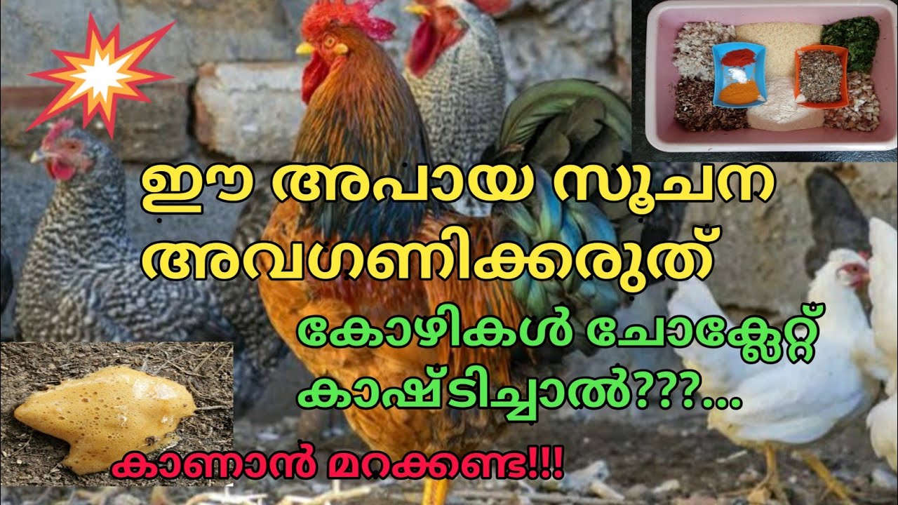കോഴി വളർത്തൽ | കോഴികൾ ചോക്ലേറ്റ്  കളറിൽ കാഷ്ടിക്കുന്നുണ്ടോ ?? എങ്കിൽ അത് ഒരു മുന്നറിയിപ്പാണ്.