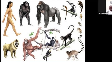 Importance of the study of primate behaviour in Anthropology | Dr.P.R.Mondal