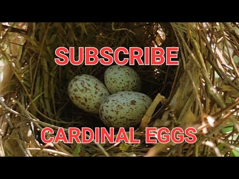 CARDINAL EGGS EDITION 1 - YouTube