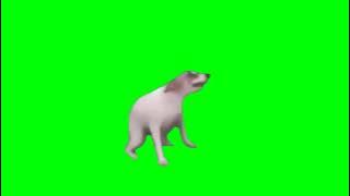 Green screen anjing joget