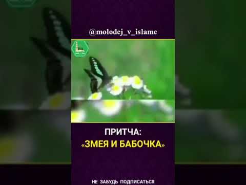 Змея и Бабочка | Притча | #shorts