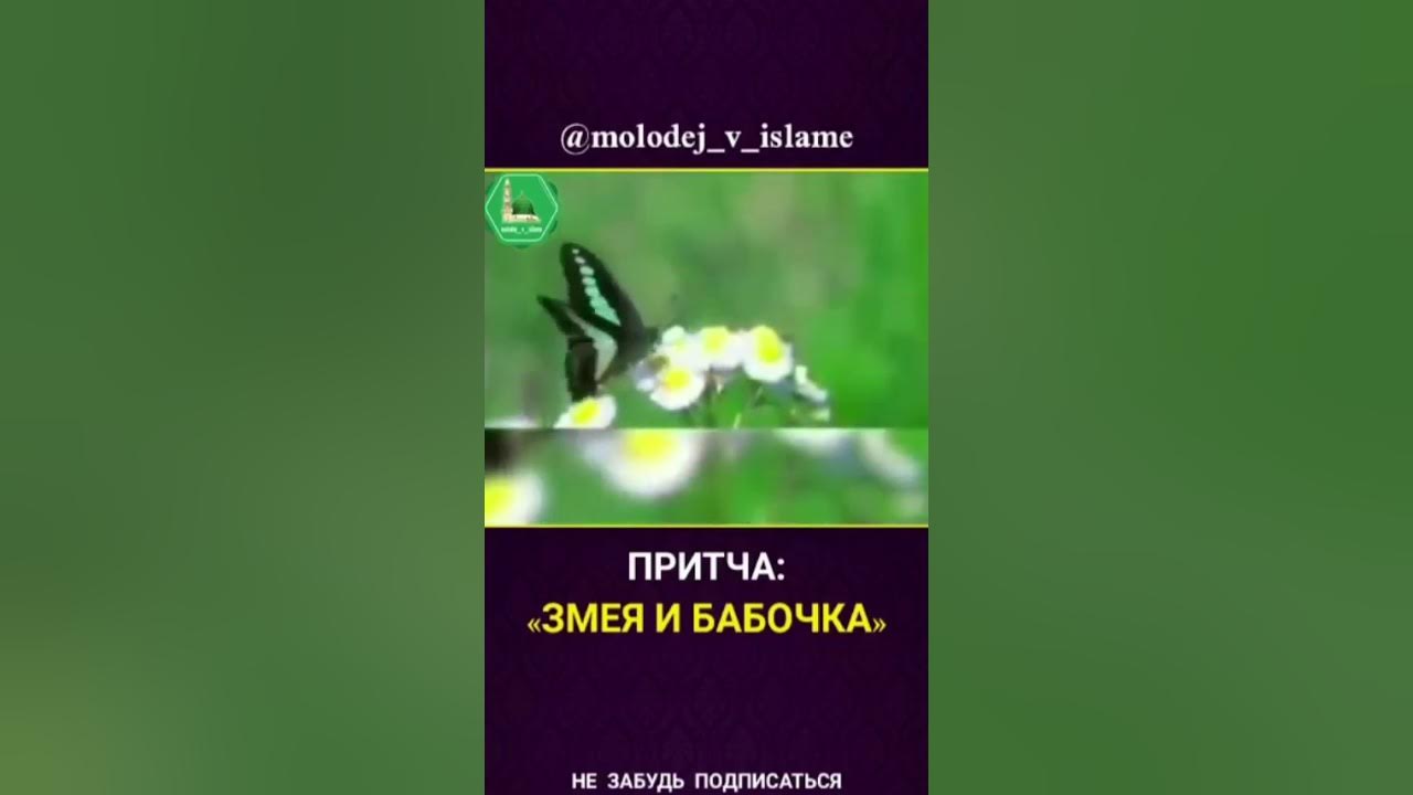 Притча о змее и старце. Притча о змее и старце