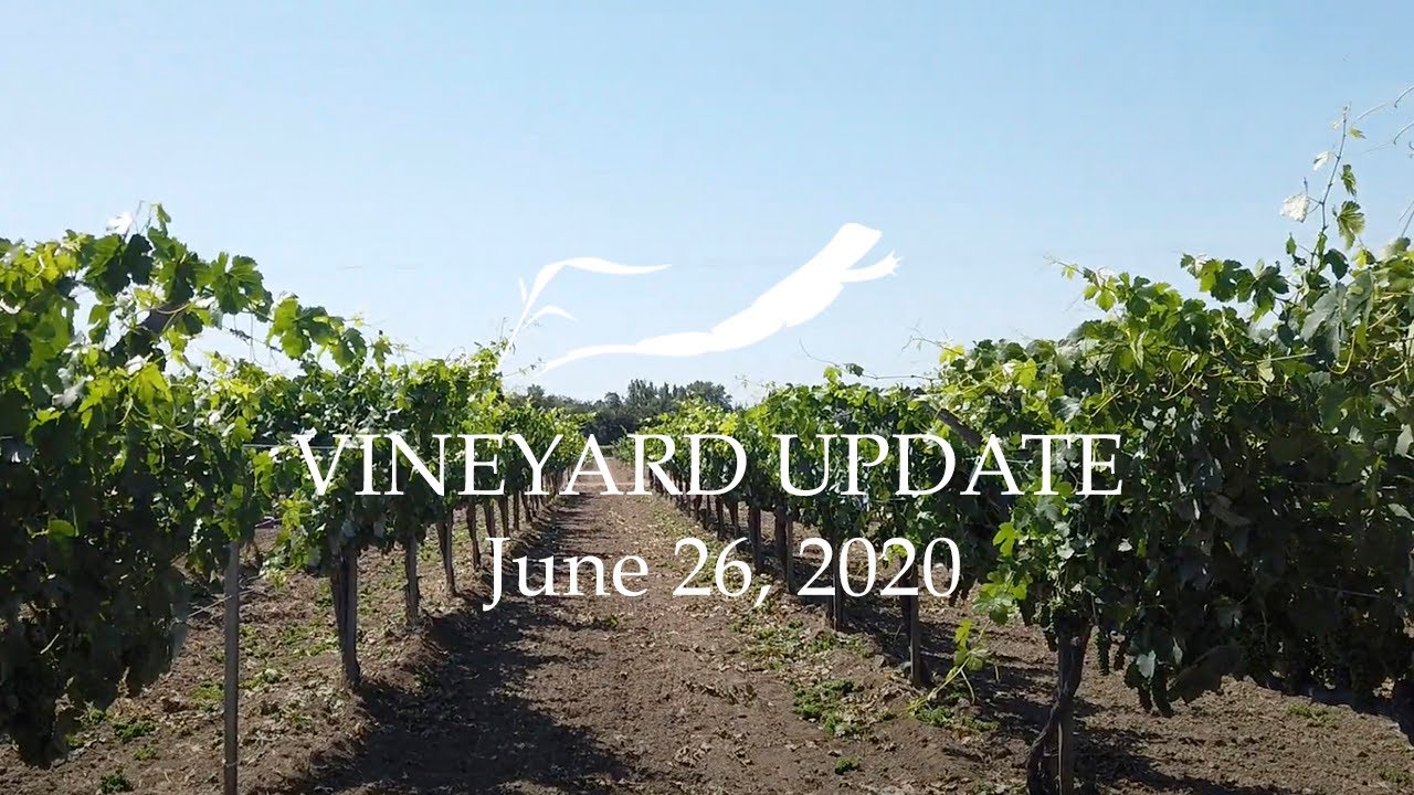 Thinning Petite Sirah and Hand-Watering Young Vines—June 26, 2020