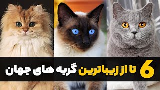 بهترین گربه های جهان