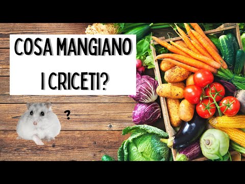 Video: I criceti possono mangiare il sedano?