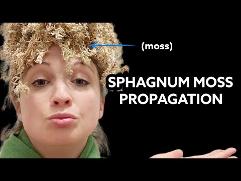 Sphagnum Moss Propagation: what is sphagnum moss and how do I use to to make baby plants?