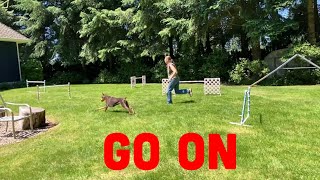 How to Train Your Dog to Go On Ahead of You in Agility
