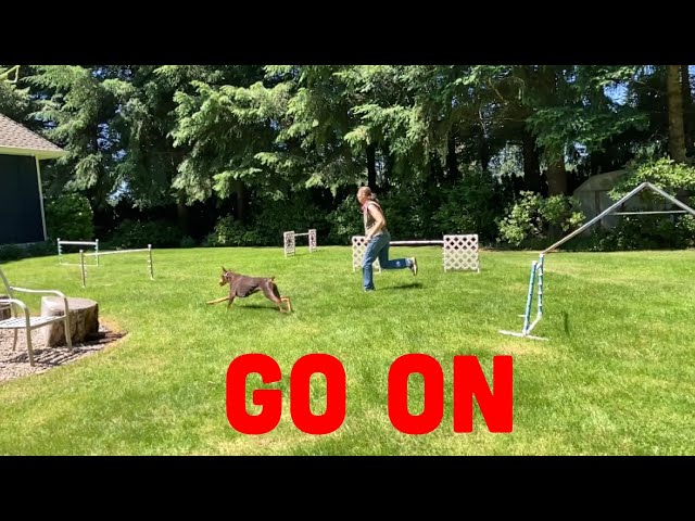 How to Train Your Dog to Run an Obstacle Course