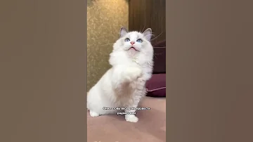 Ласковые породы кошек