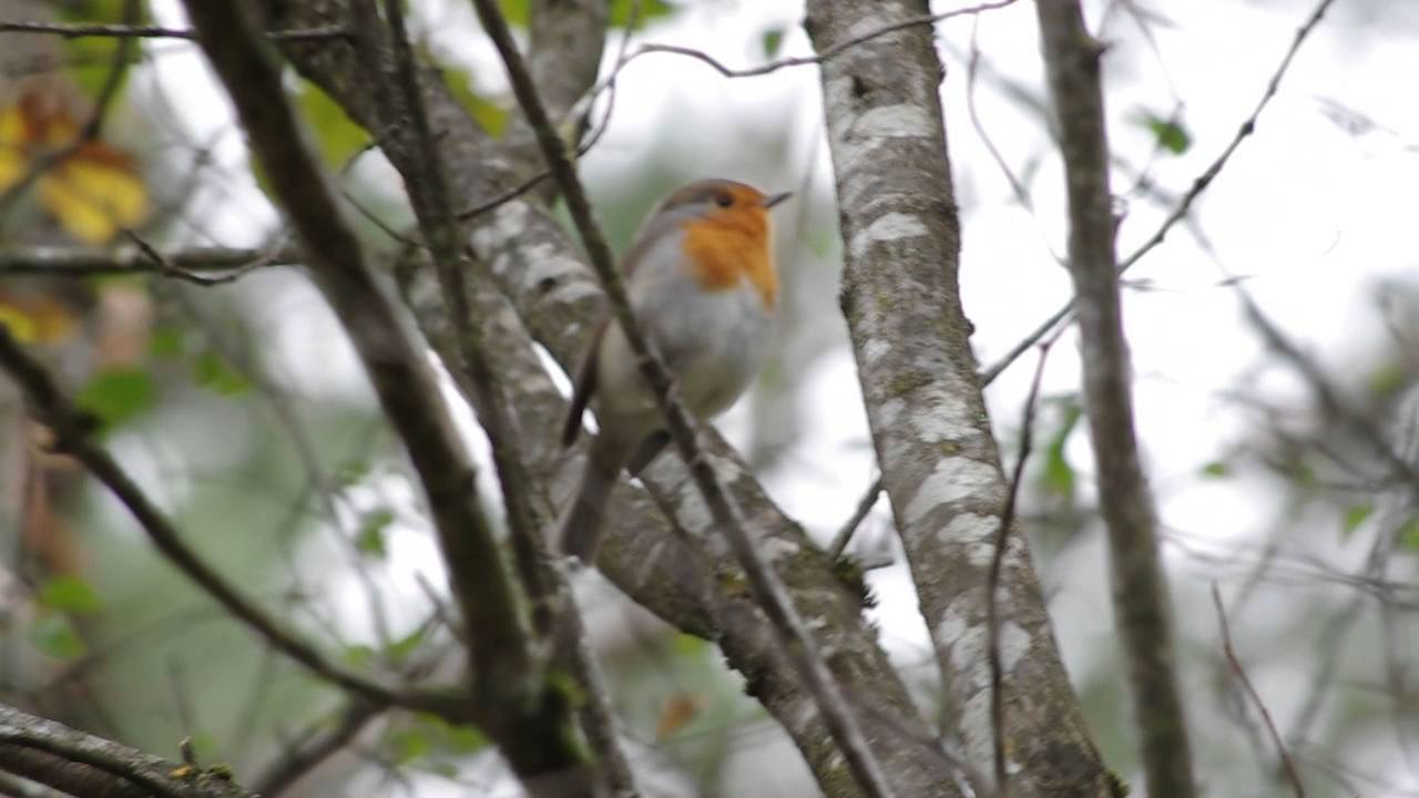 地鳴きするヨーロッパコマドリ ロビン 14 1024 Youtube