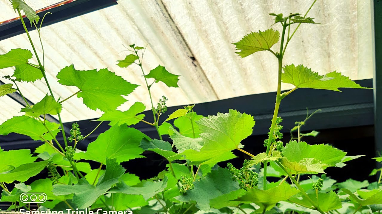 pruning anggur varian jupiter berbuah lebat di pekarangan rumah part 1