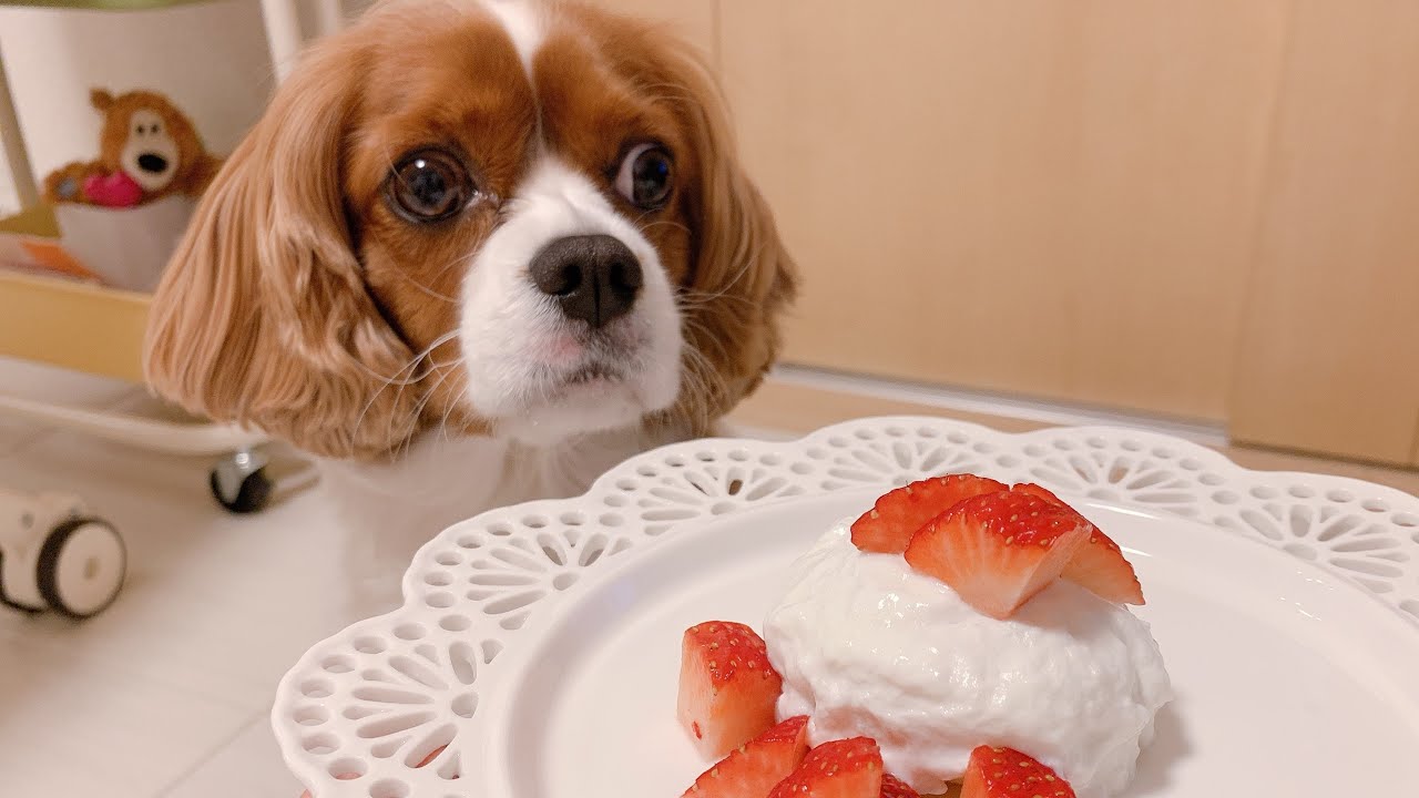 あられちゃん４歳になりました！お誕生日ケーキ食べます！