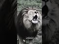 #fyp #foryou #viral #asmr #black 🖤 lion #whatsappstatus