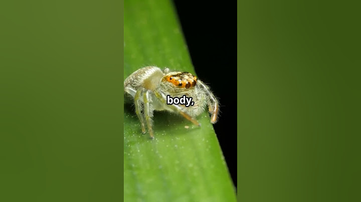 What jumping spider tells us about colours? 🤔 #spider #facts #colour #foryou #shorts