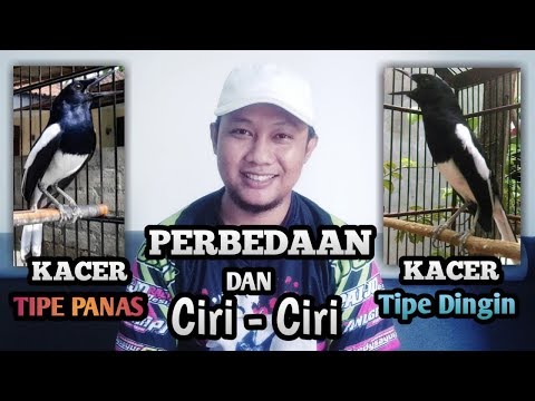 Perbedaan Dan Ciri-Ciri Kacer Tipe panas Dengan Kacer Tipe Dingin