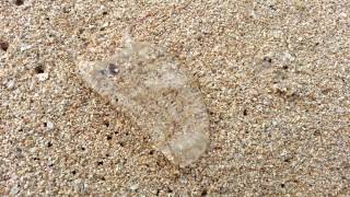Box jellyfish on Oahu Hawaii
