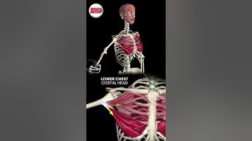 Understanding the Pectoralis Major Division #anatomy #3danimation