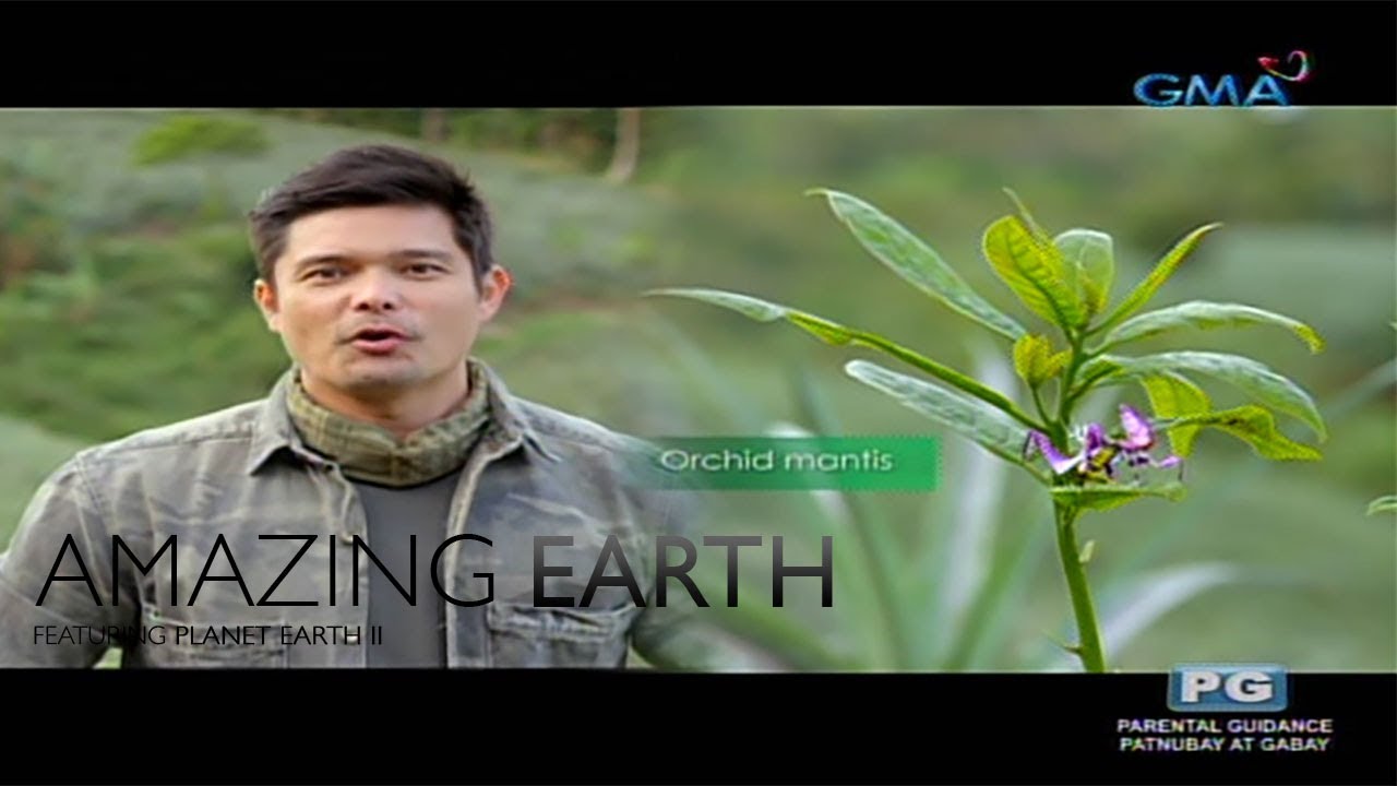 Amazing Earth: The amazing defense mechanism of orchid mantis