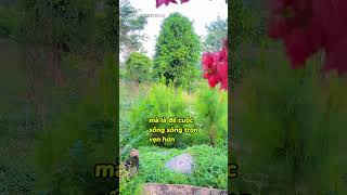 Cân bằng giữa Đạo và Đời #daophat #chữalànhtâmhồn