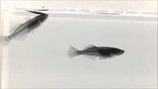 ピュアブラックヒカリメダカ「小次郎」