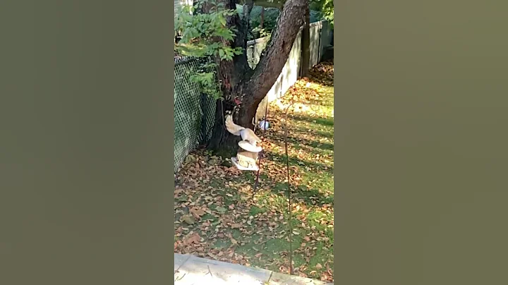Squirrel jumping in slow motion to bird feeder