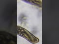 👾 Alien-Like Microorganism Caught on Camera