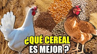 ¿Qué CEREAL es mejor para las GALLINAS?😱