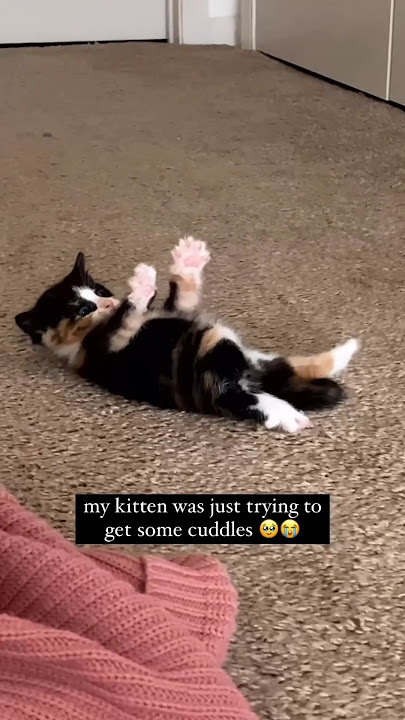 This kitten just wanted cuddles 😭