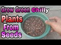 Ghar Par Free Mein Ugaye Green Chilly Plants / Hari Mirch Plants