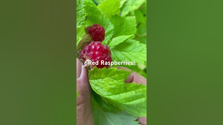The first red raspberries!